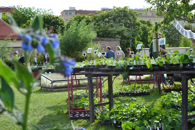 Mehr als 300 Jungpflanzen warten im Augarten. | Foto: www.cityfarm.wien