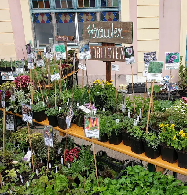 Der Hartberger Pflanzenmarkt am 15. Mai bietet alles, was das Gärtnerherz begehrt. | Foto: Stadtgemeinde Hartberg