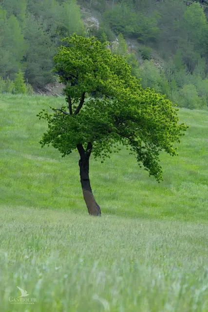 Die Natur hilft, Gedanken zu ordnen und neue Energie zu tanken. Wer gut verwurzelt ist, bleibt auch in stürmischen Zeiten standfest. | Foto: Thomas Gantioler