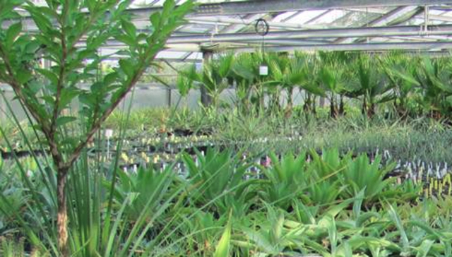 Foto: Austropalm
