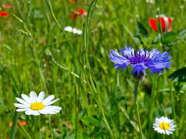 Foto: H. Bachinger