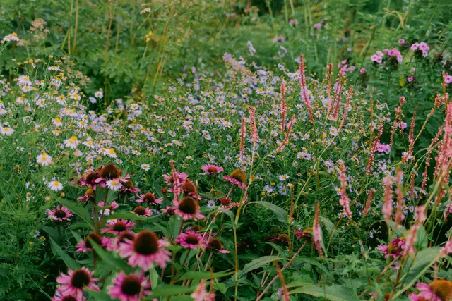 Die Burgenländische Naturgartentage finden bereits zum fünften Mal statt. Dieses Jahr können auch drei Gärten in Gols besichtigt werden. | Foto: pexels / Maria Tyutina