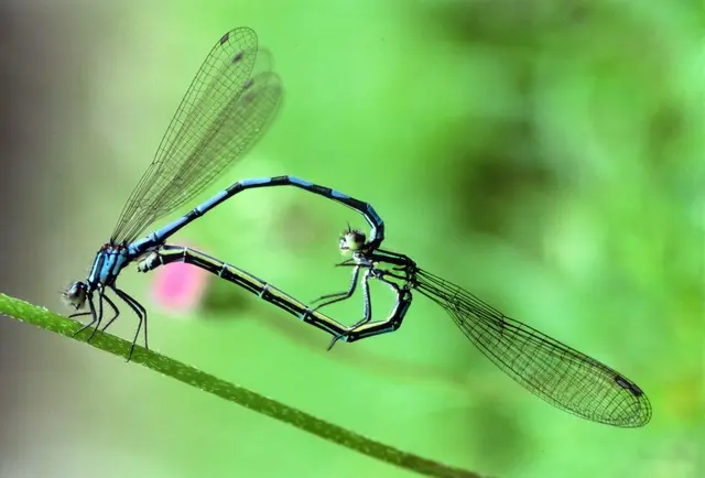 Die Bileks Azurjungfer ist äußerst selten. | Foto: Jochen Müller