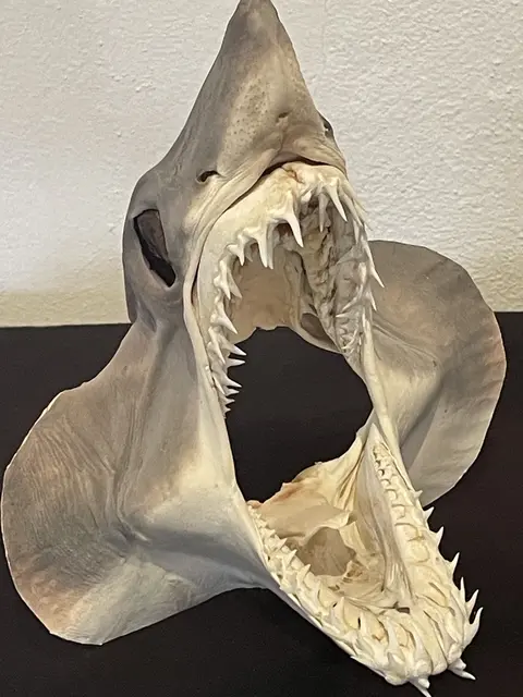 Der Vortrag am 23. Juni 2026 um 18 Uhr ist eine Ergänzung zur aktuellen Sonderausstellung im Stadtmuseum Schärding, die den Titel "Unheimliche Kreaturen und safte Riesen, Fossilien aus dem Urmeer des Innviertels".  | Foto: Stadtmuseum Schärding