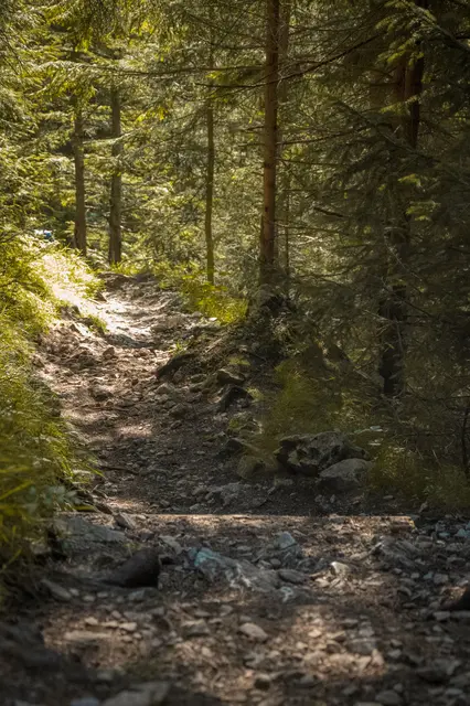 Foto: pexels / Leon Aschemann