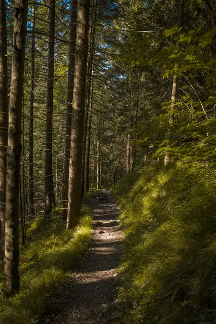 Foto: pexels / Leon Aschemann