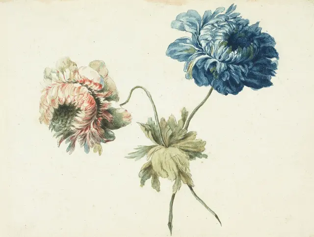 Bis zum 11. Oktober können Besucher im Linzer Schlossmuseum erstmals die grafischen Werke aus der Schenkung von Walther Kastner sehen. (Im Bild: Anemonen von Pauline von Koudelka) | Foto: OÖ Landes Kultur GmbH