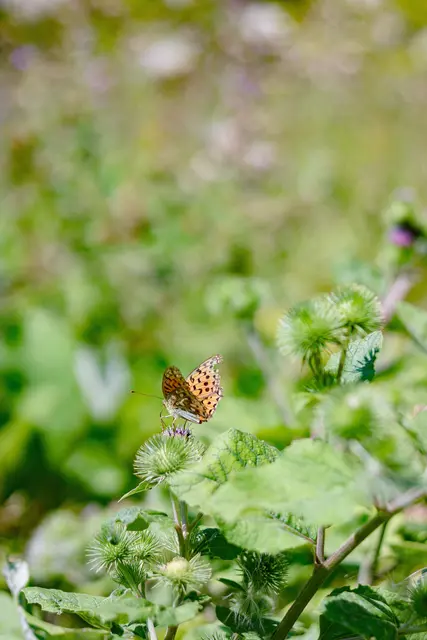 Foto: pexels / Feyza Daştan