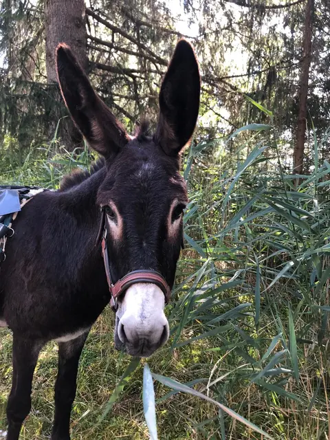 Esel Luisa gibt bei der Wanderung das Tempo vor. | Foto: Evang. Gemeinde Reutte