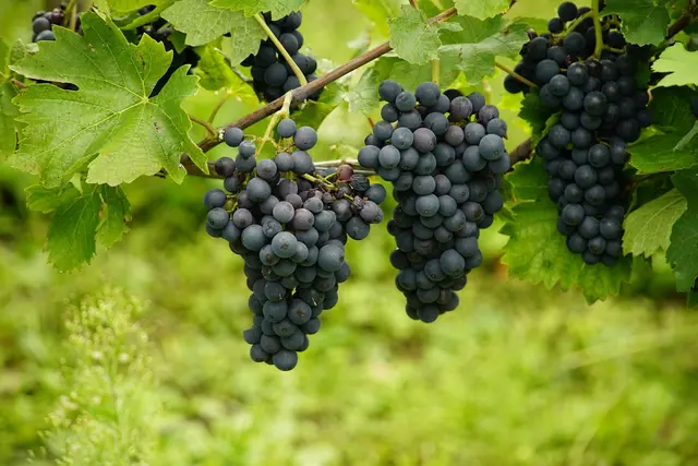 Wein gibt es für die Kinder natürlich nicht, dafür aber leckeren Traubensaft. | Foto: Pixabay