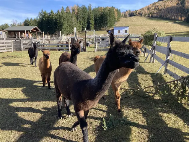 Foto: Alpakas auf Alex´s Alpaka Ranch