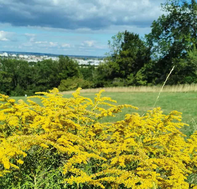 "Gesundheitsvorsorge mit Herz und Schwung: Happy Move startet am 20 August mit einer Sommer-Schnupperstunde im Studio Qi Art, "