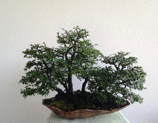 Bonsai-Ausstellung bringt Alpen-Adria-Flair nach St. Veit | Foto: Privat