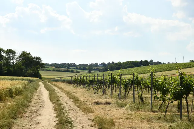 Foto: pexels / Zacharias Korsalka