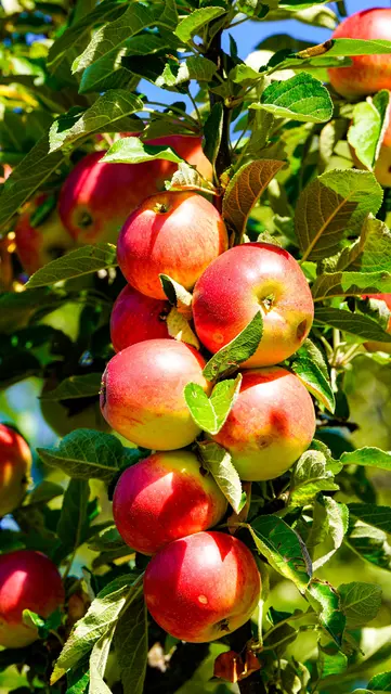 Der OGV Prutz lädt seine Mitglieder ab 12. September wieder zur traditionellen Apfelsaftpressung ein. | Foto: pexels / Damir K