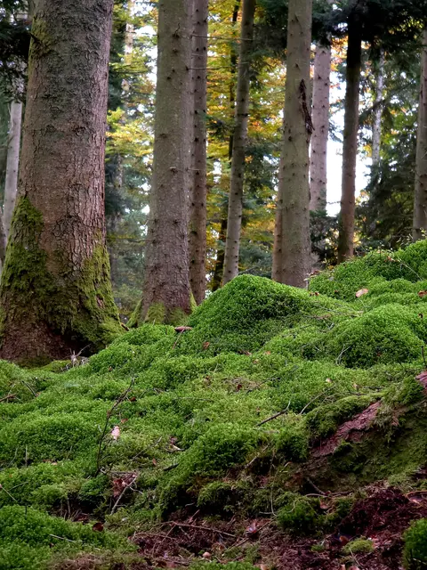 Schutzwaldmärchen: Stationen-Theater im Wald für Groß und Klein.  | Foto: pexels / Jean Maurer