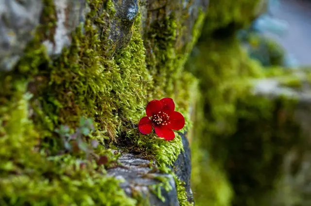 Foto: pixabay / wal_172619