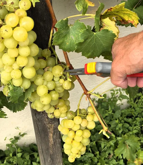 Weinlese bei den Schärdinger Siedlern: Am Samstag, 19. September 2026, wird beim traditionellen Sturm- und Weinfest des Siedlervereins St. Florian und Umgebung gefeiert.  | Foto: Gruber