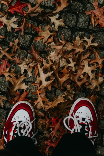 Foto: pexels / Leandro Henrique