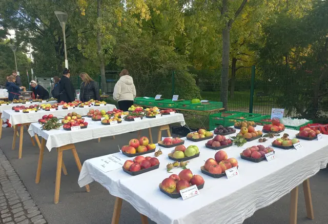 Eine Obstsorten-Ausstellung, Apfelsaft-Pressen und -Verkosten, Information zur naturschutzfachlichen Bedeutung von Streuobstwiesen und alten Obstbäumen sowie zur Anlage, Erhaltung und Fördermöglichkeiten von Streuobstwiesen runden das vielfältige Programm ab. | Foto: OÖNB