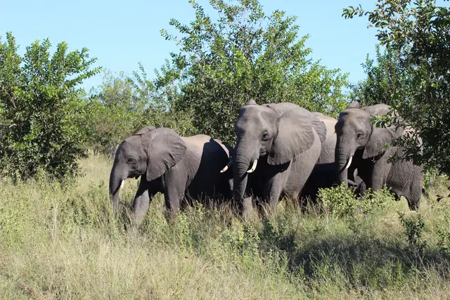 Bücher, Begegnungen und kulinarische Genüsse – eine Reise nach Afrika, ohne Reutte zu verlassen. | Foto: Veranstalter