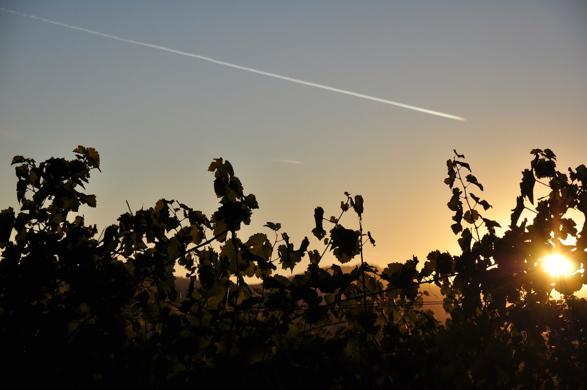 Im Weingarten Geht Die Sonne Unter