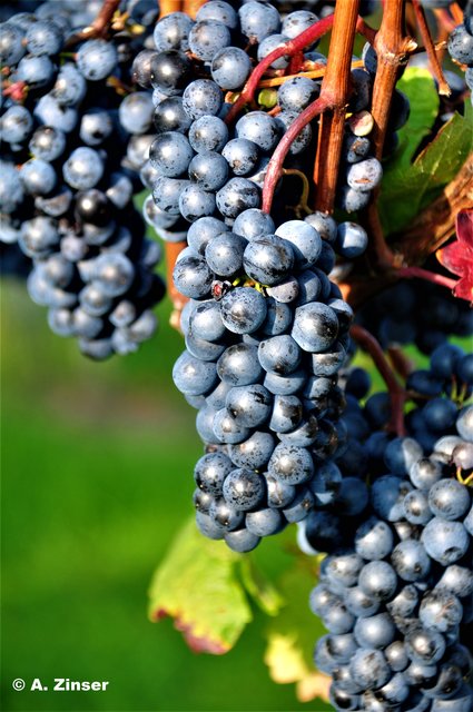 Bald wird der schwere Rotwein in den Gläsern funkeln...