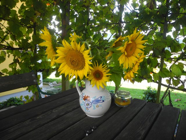 Sonnenblumen in der Weinlaube 