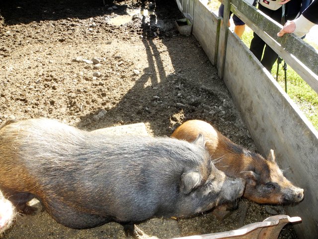 Schweinereien im Land !