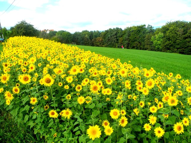 Sonnenblumen zur Herbstzeit !