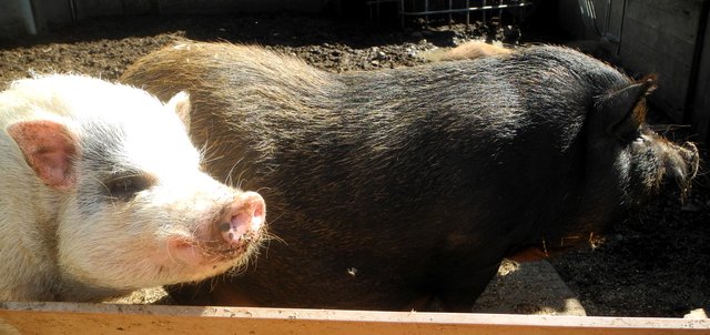 Schweinchen am Land !