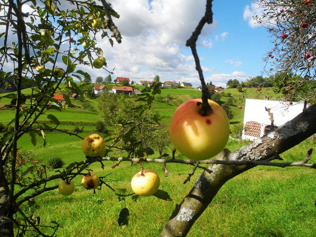 Die Apfelernte am Land hat Saison !
