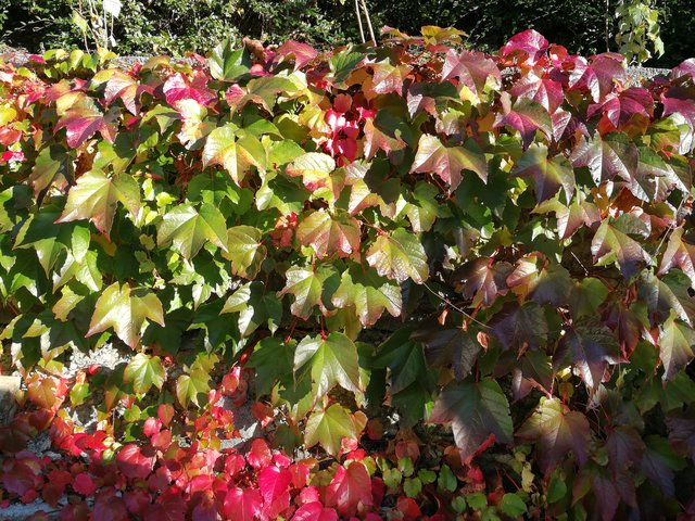 Wilder Wein im Herbst  | Foto: Volderauer 