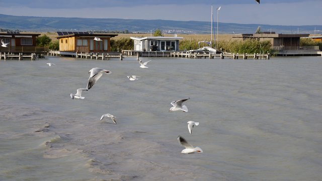 Gestern bei einer Bootsfahrt am Neusiedler See von Rust am See aus.