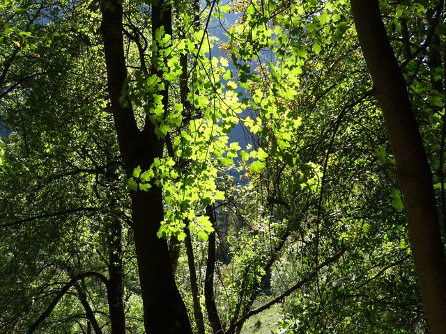 Herbstlicht strahlt durch den Wald