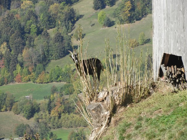 Die Drohung war unmissverständlich,
wenn du näher kommst , dann springe ich...