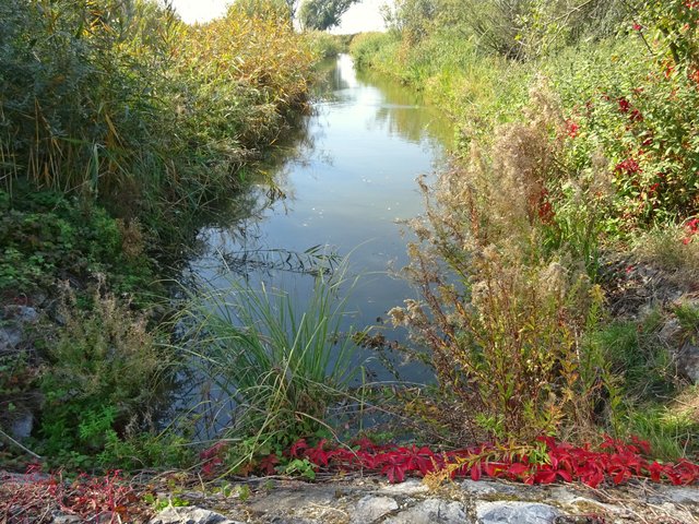 Kanal zum Neusiedlersee bei Weiden