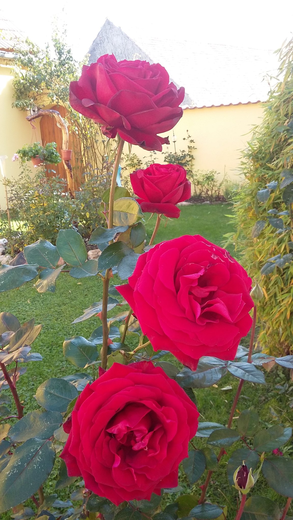 Spate Rosen Bluhen Oft Am Schonsten