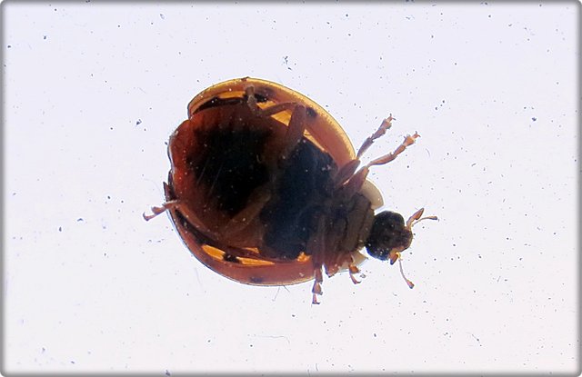 Es saß außen auf meinem Küchenfenster. Ja, das Fenster muss ich wieder einmal putzen ;)))
