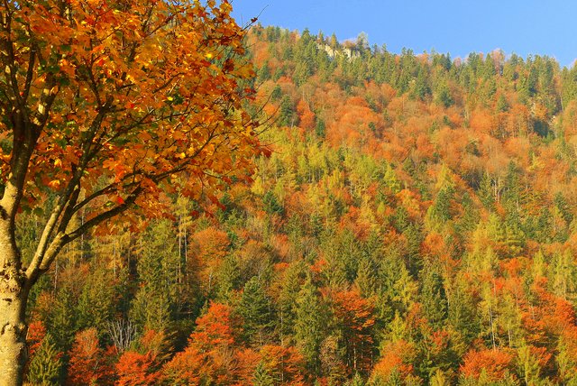 Wenn die tiefstehende Sonne für die Beleuchtung sorgt leuchtet auch der Wald.
