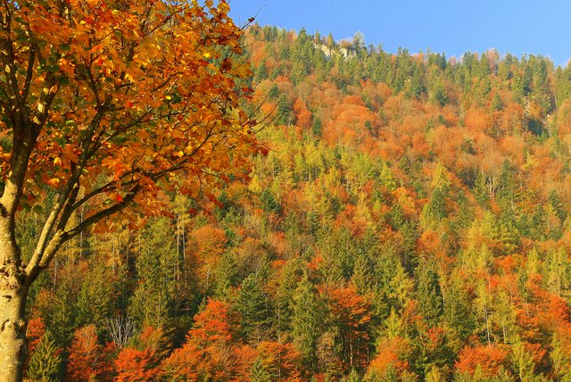 Wenn die tiefstehende Sonne für die Beleuchtung sorgt leuchtet auch der Wald. | Foto: g.m.