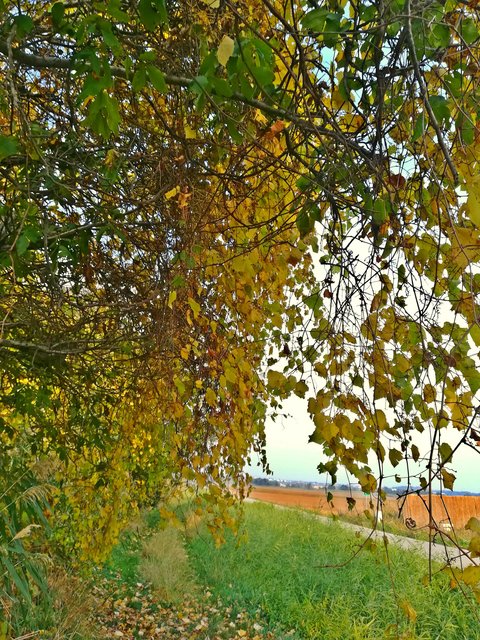 Blick durch den Traubenbaum
