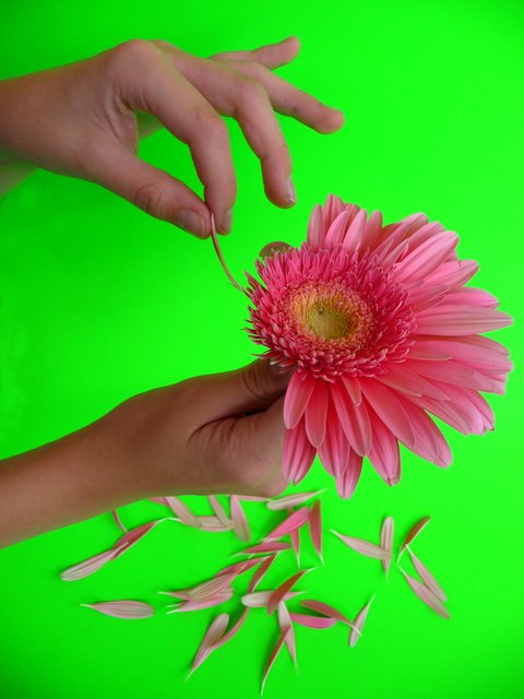 arme Gerbera