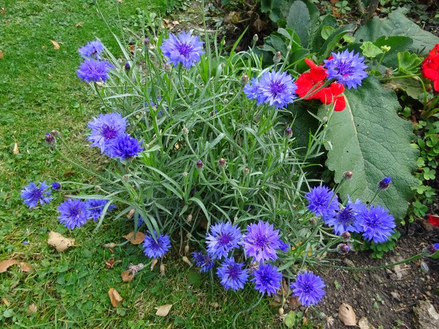 28.10.2018......im Garten blühen noch die Kornblumen