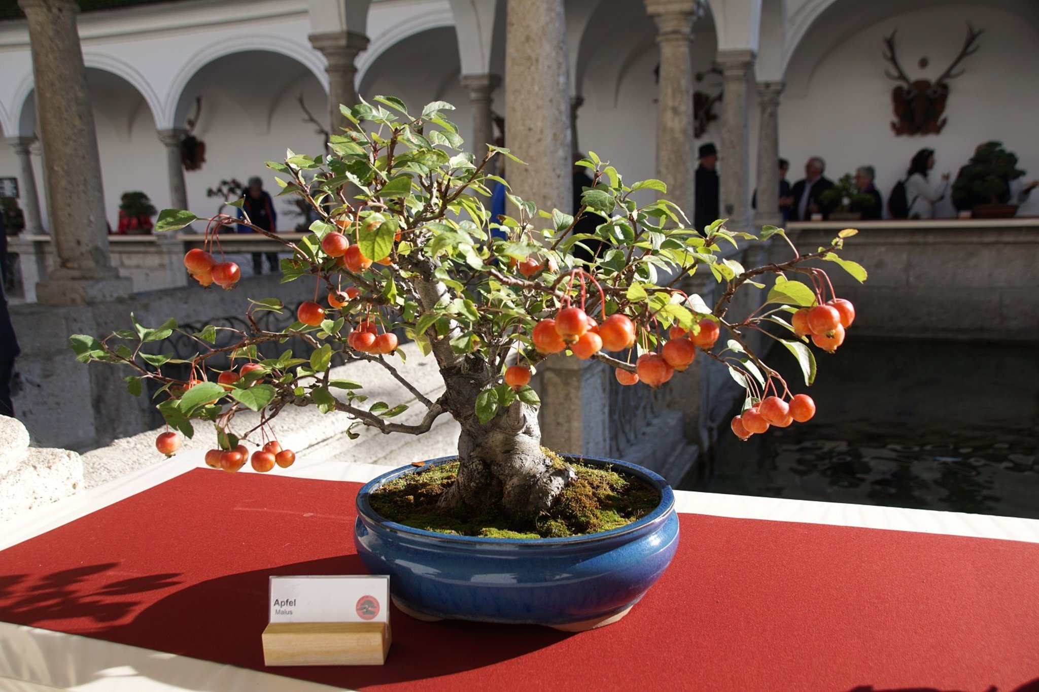 Ein Mann wie ein Baum - sie nannten ihn BONSAI"