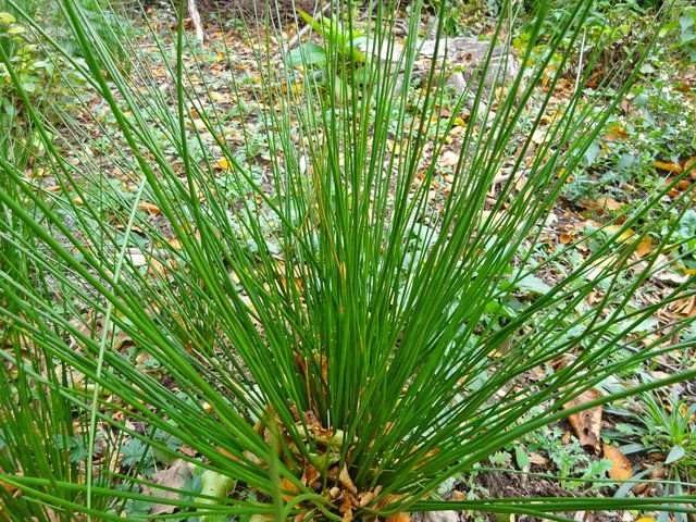BINSEN  ( Juncus) auch Simsen genannt.
Es gibt ca 300 verschiedene Arten