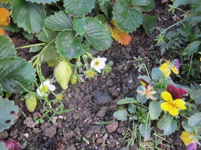 Erbeern neben Hornfeilchen im November!!