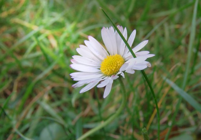 ist das Gänseblümchen, die Blüte folgt dem Licht der Sonne und dreht sich dabei bis zu 180°, bei Regen bleibt sie geschlossen.