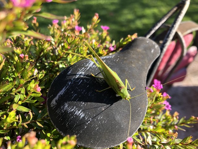... wer sonnt sich denn da in unserem Garten?