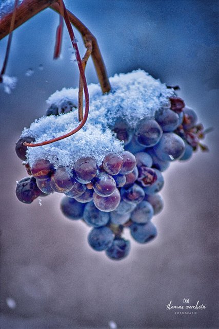 2018-11-19 - Der erste Schneefall in Großhöflein, verwandelte die Rebstöcke mit ihren noch verbliebenen Weintrauben in ein Märchen aus Wein und Eis ;-) | Foto: Thomas Werchota